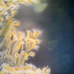 maleri av lysegule anemoner i et mørkt hav